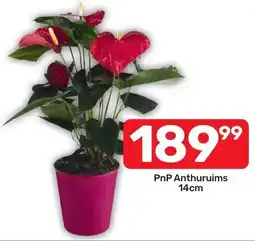 Pick n Pay Hypermarket PnP Anthuruims offer