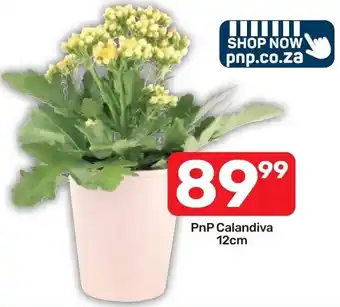 Pick n Pay Hypermarket PnP Calandiva offer
