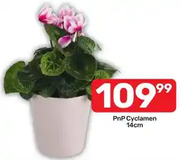 Pick n Pay Hypermarket PnP Cyclamen offer