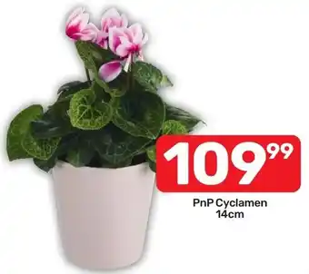 Pick n Pay Hypermarket PnP Cyclamen offer