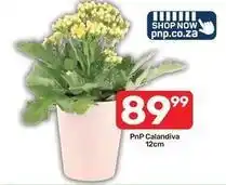 Pick n Pay Pnp calandiva offer