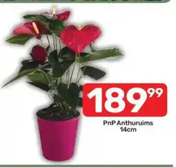 Pick n Pay PnP Anthuruims 14cm offer