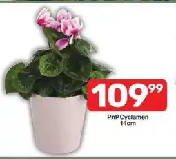 Pick n Pay PnP Cyclamen 14cm offer