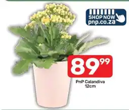 Pick n Pay PnP Calandiva 12cm offer