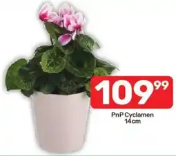 Pick n Pay PnP Cyclamen offer
