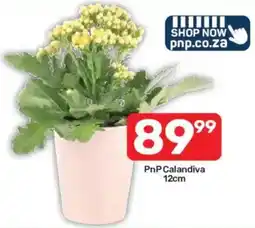 Pick n Pay PnP Calandiva offer