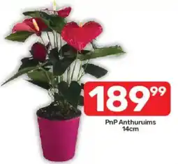Pick n Pay PnP Anthuruims offer
