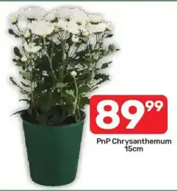 Pick n Pay PnP Chrysanthemum offer