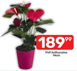 Pick n Pay PnP Anthuriums offer