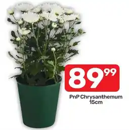 Pick n Pay PnP Chrysanthemum offer