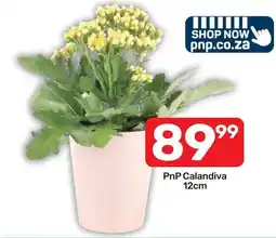 Pick n Pay PnP Calandiva offer