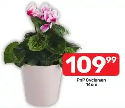 Pick n Pay PnP Cyclamen offer
