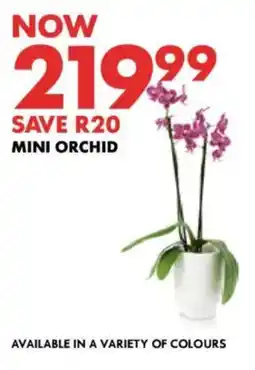 Woolworths Mini Orchid offer