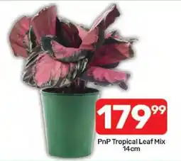 Pick n Pay Hypermarket PnP Tropical Leaf Mix offer
