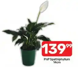 Pick n Pay Hypermarket PnP Spathiphyllum offer