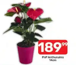 Pick n Pay Hypermarket PnP Anthuriums offer