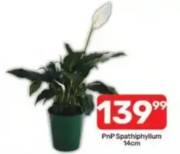 Pick n Pay PnP Spathiphyllum offer