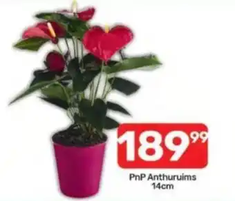 Pick n Pay PnP Anthuriums offer