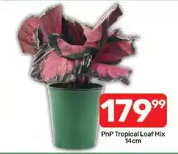 Pick n Pay PnP Tropical Leaf Mix 14cm offer