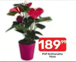 Pick n Pay PnP Anthuruims 14cm offer