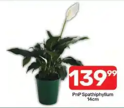 Pick n Pay PnP Spathiphyllum 14cm offer