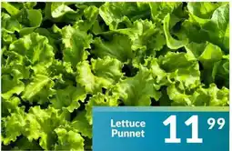 Super Save Lettuce Punnet offer
