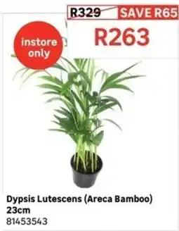 Leroy Merlin Dypsis Lutescens (Areca Bamboo) offer