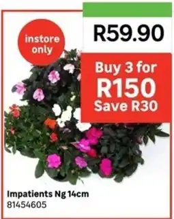Leroy Merlin Impatiens Ng offer
