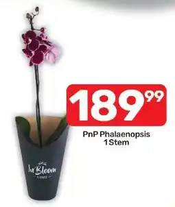 Pick n Pay Hypermarket PnP Phalaenopsis offer