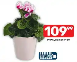 Pick n Pay Hypermarket PnP Cyclamen offer
