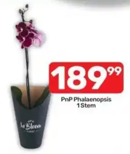 Pick n Pay PnP Phalaenopsis 1 Stem offer