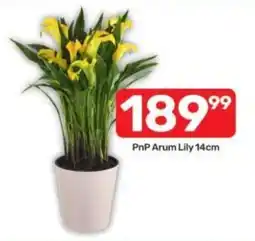 Pick n Pay PnP Arum Lily 14cm offer