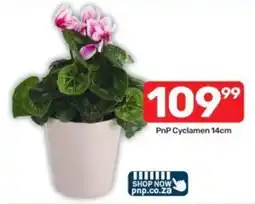 Pick n Pay PnP Cyclamen offer
