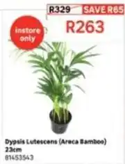 Leroy Merlin Dypsis lutescens (areca bamboo) 23cm 81453543 offer