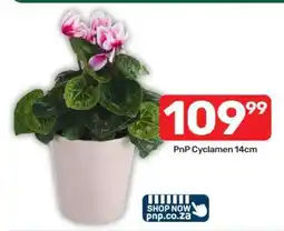 Pick n Pay PnP Cyclamen 14cm offer