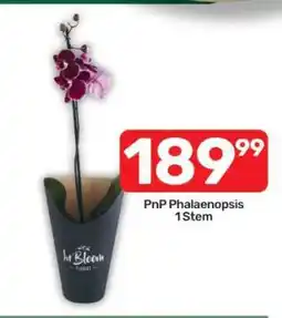 Pick n Pay PnP Phalaenopsis 1Stem offer