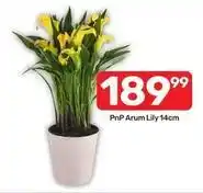 Pick n Pay Pnp arum lily offer