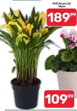 Pick n Pay PnP Arum Lily 14cm offer