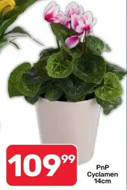 Pick n Pay PnP Cyclamen 14cm offer