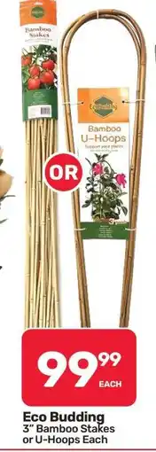 Pick n Pay Hypermarket Eco Budding offer