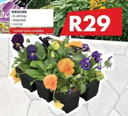 Chamberlain SEEDLING Assorted offer