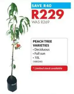 Chamberlain PEACH TREE offer