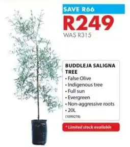 Chamberlain Buddleja Saligna Tree offer