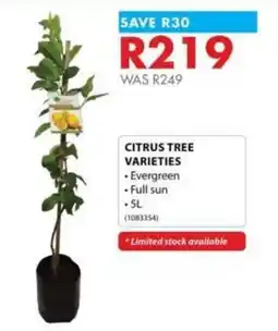 Chamberlain Citrus Tree Varieties offer