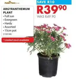Chamberlain Argyranthemum Plant Assorted offer