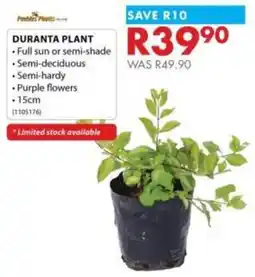 Chamberlain Duranta Plant offer