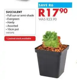 Chamberlain Succulent offer