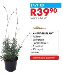 Chamberlain Lavender plant offer