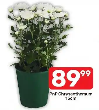 PnP Chrysanthemum