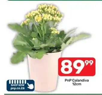 Pick n Pay PnP Calandiva 12cm offer